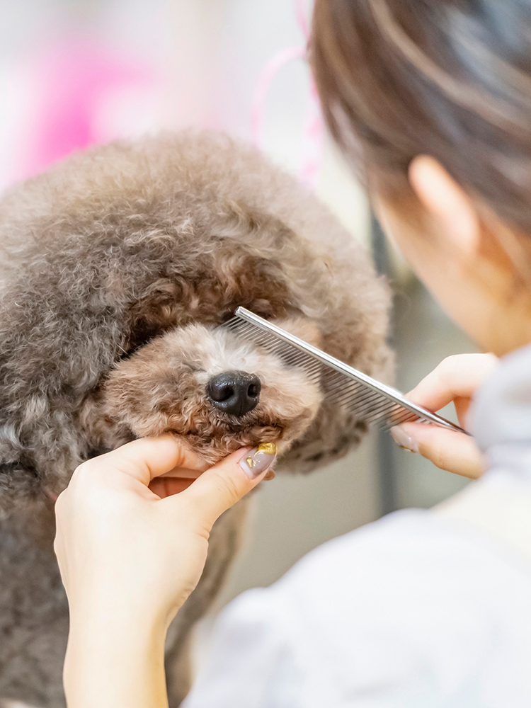 Dog salon pirica（ドッグサロンピリカ）